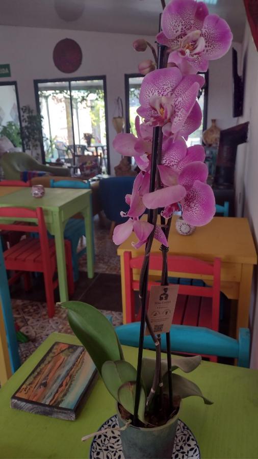 El Bodegon Hostal Boutique (Adults Only) プンタ・デル・ディアブロ エクステリア 写真